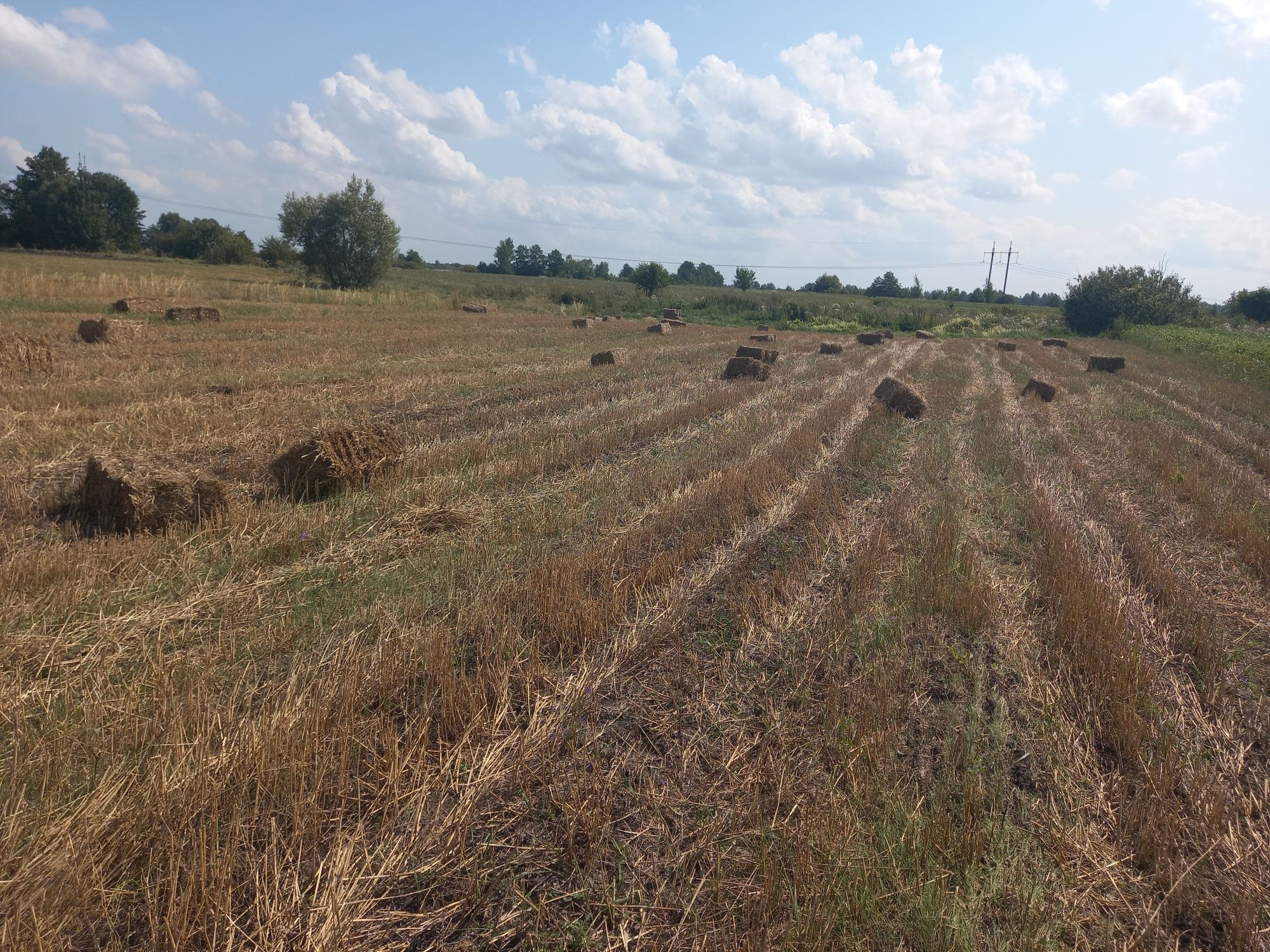 Продам тюкі з пшениці та ячменю 2025