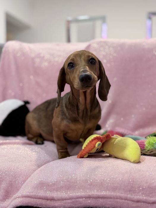 Teckel excelente menina