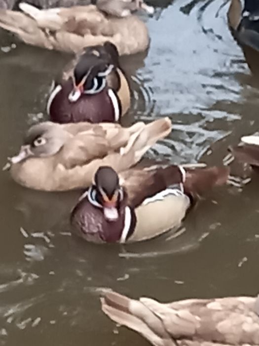 Kaczki karolinki beżowe