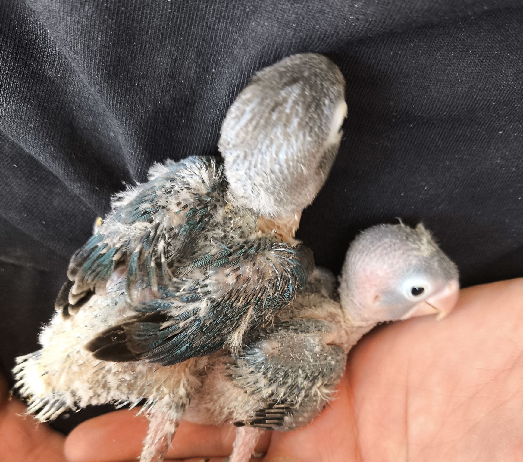 Agapornis personatas