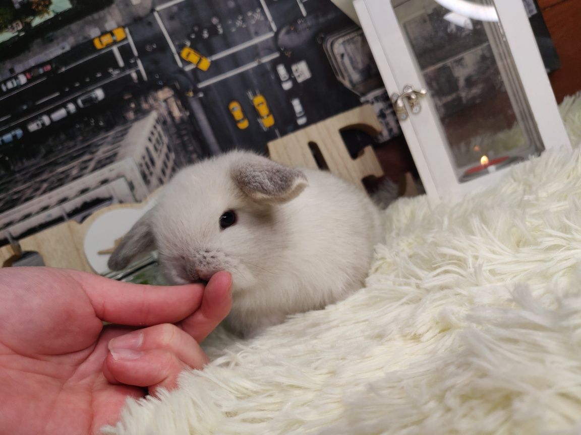 Króliczki Mini Lop. Zdrowe maluszki z kompletem szczepień.
