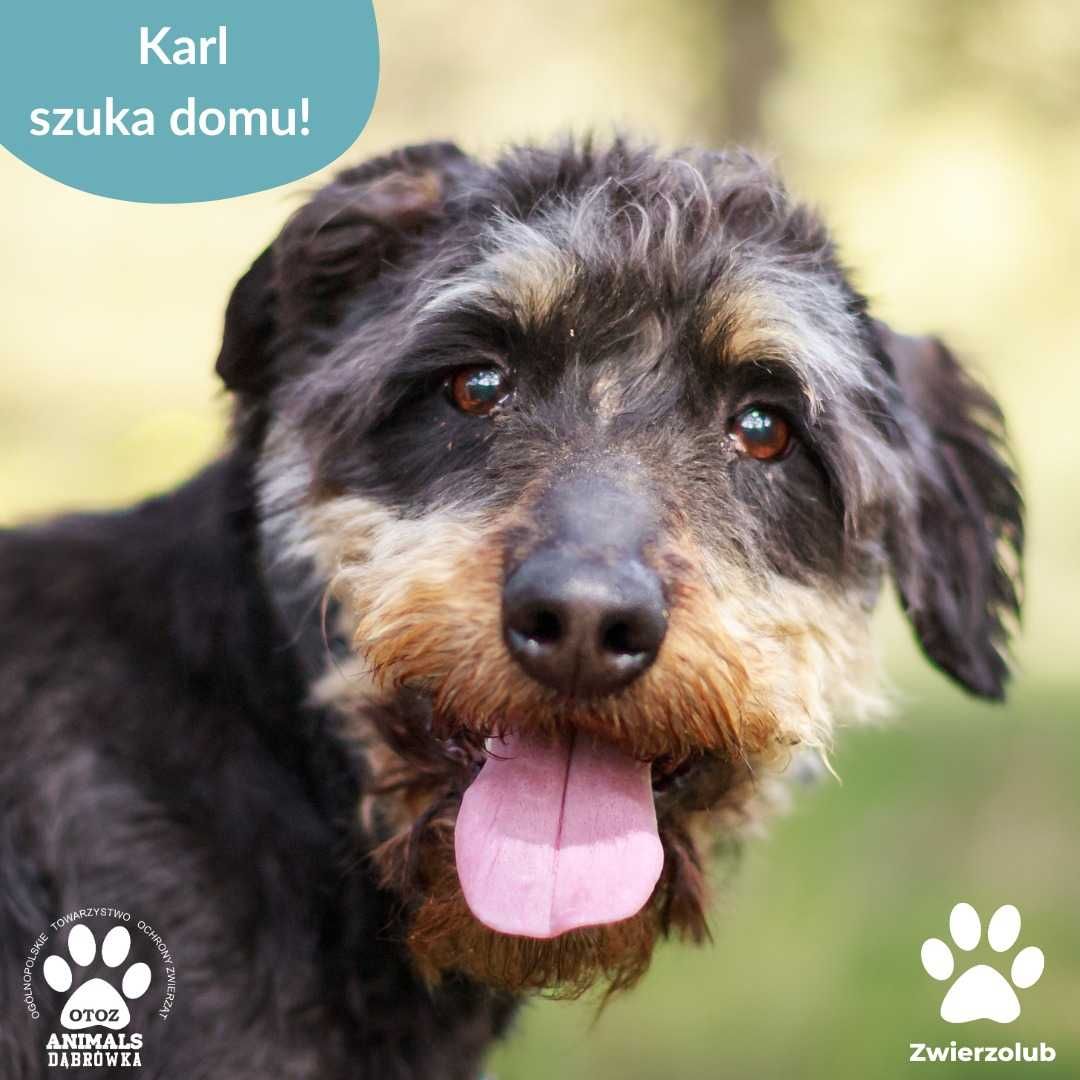 Karl szuka kochającego domu!