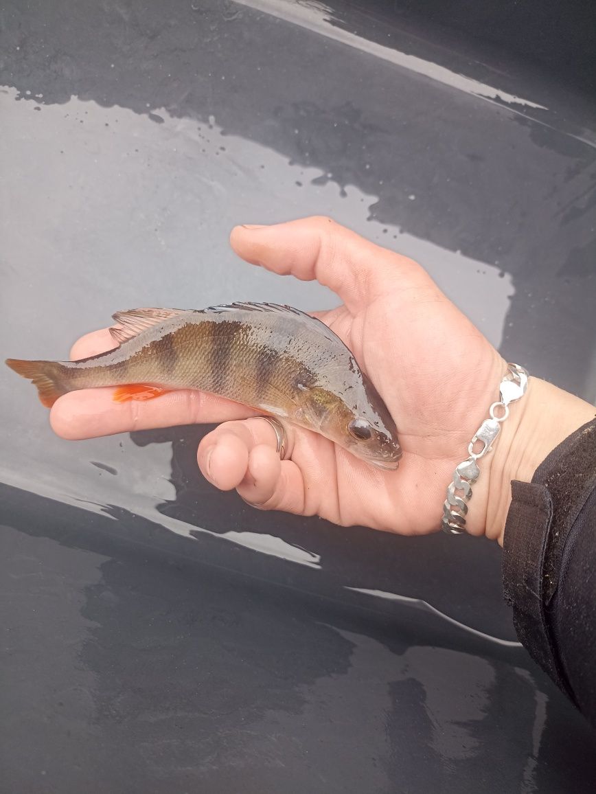 Jesiotr,Karp ,Amur i inne