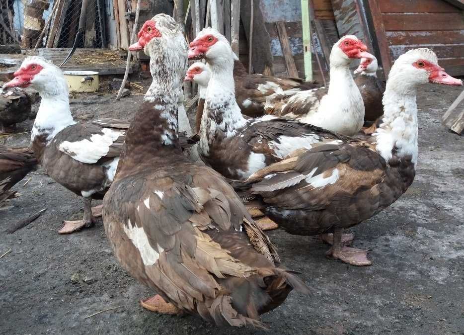 Продам индоуток домашних