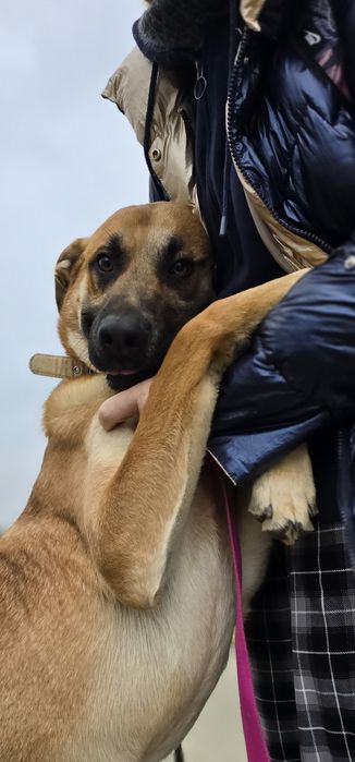 Stanley duże dziecko