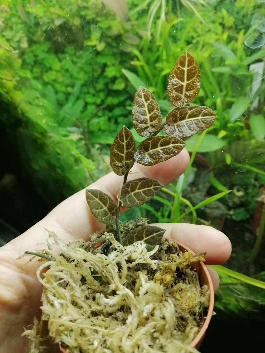 Solanum evolvulifolium