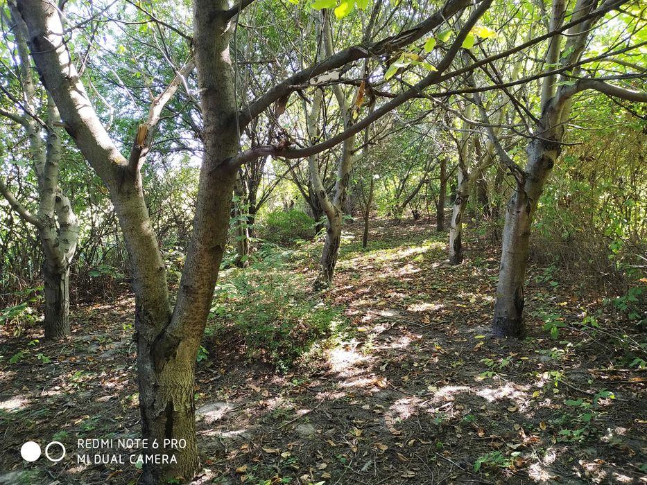 Будинок у с. Опеньки, Чернігівська область