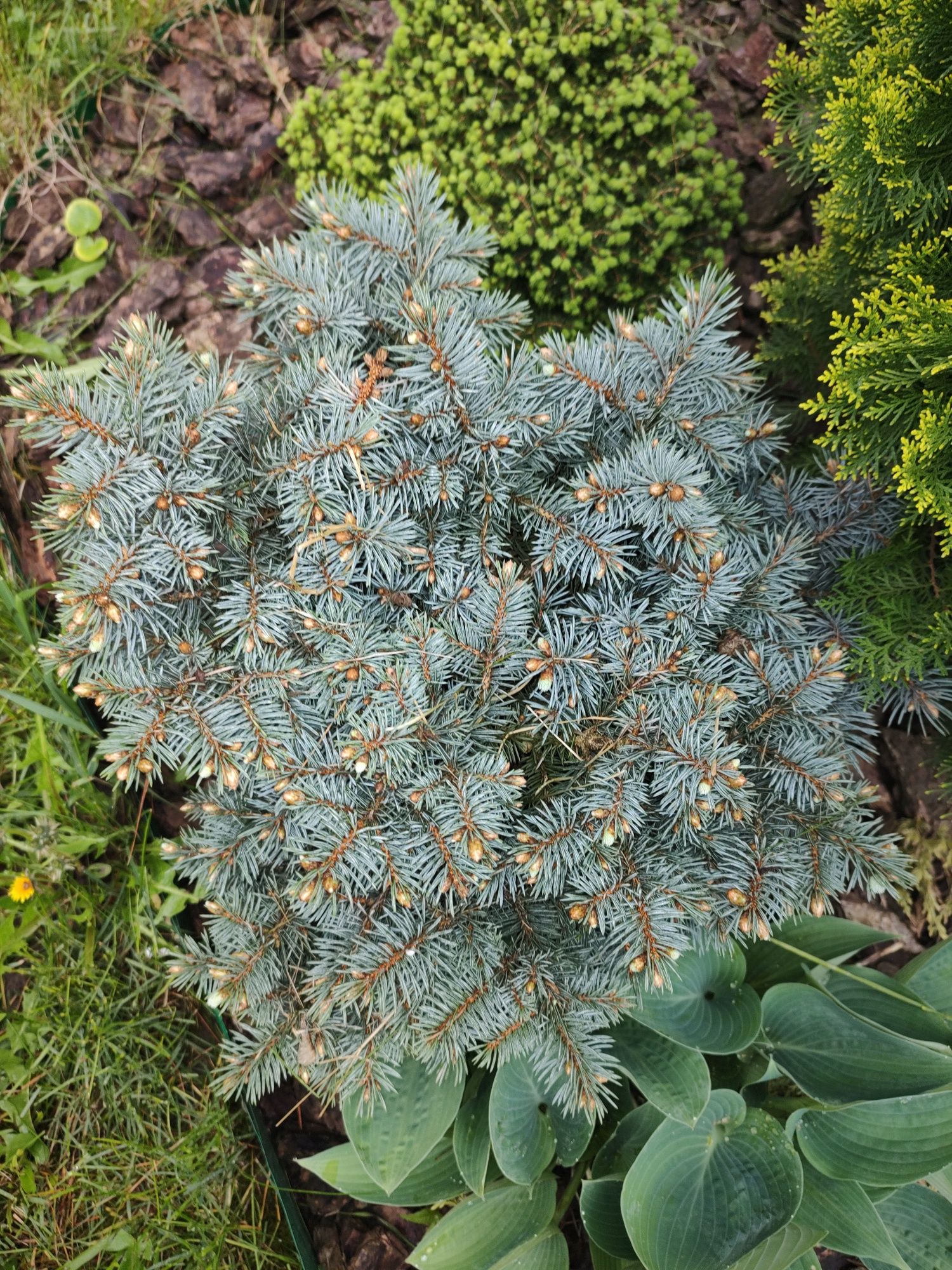 Ель колючая Сант Мериз Брум (Picea pungens 'St. Mary's Broom')