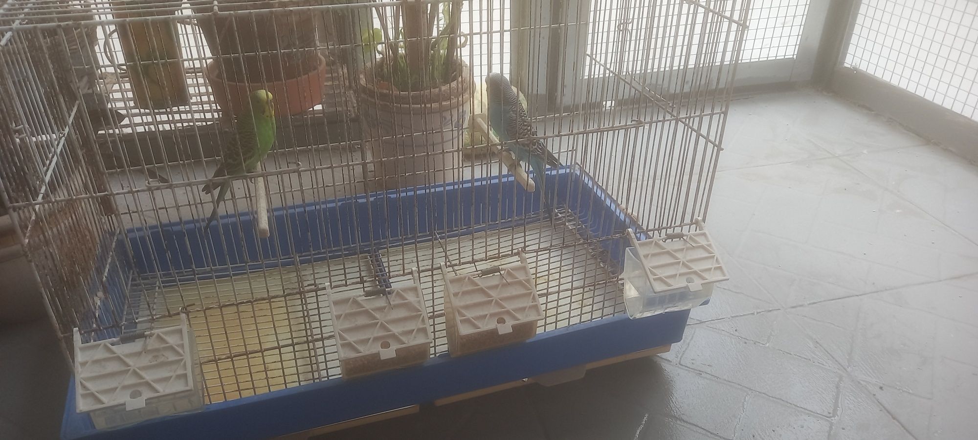 Casal de periquitos