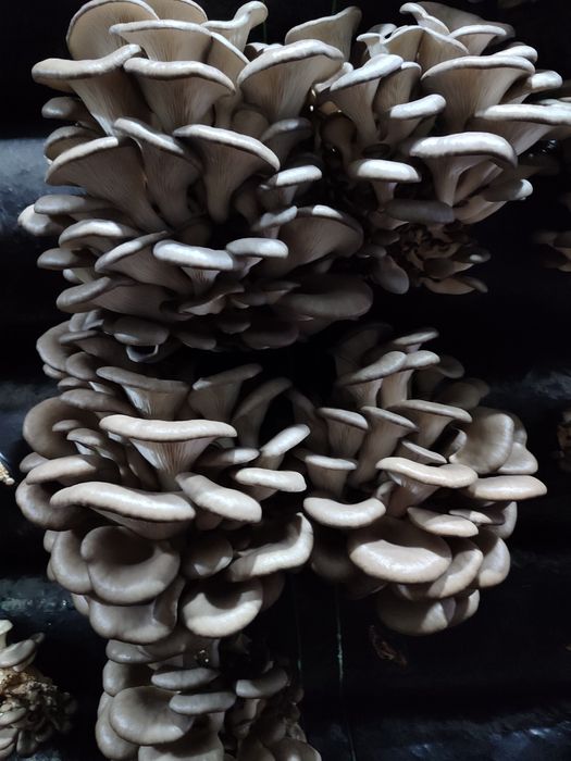 Мицелий вешенки К-17.