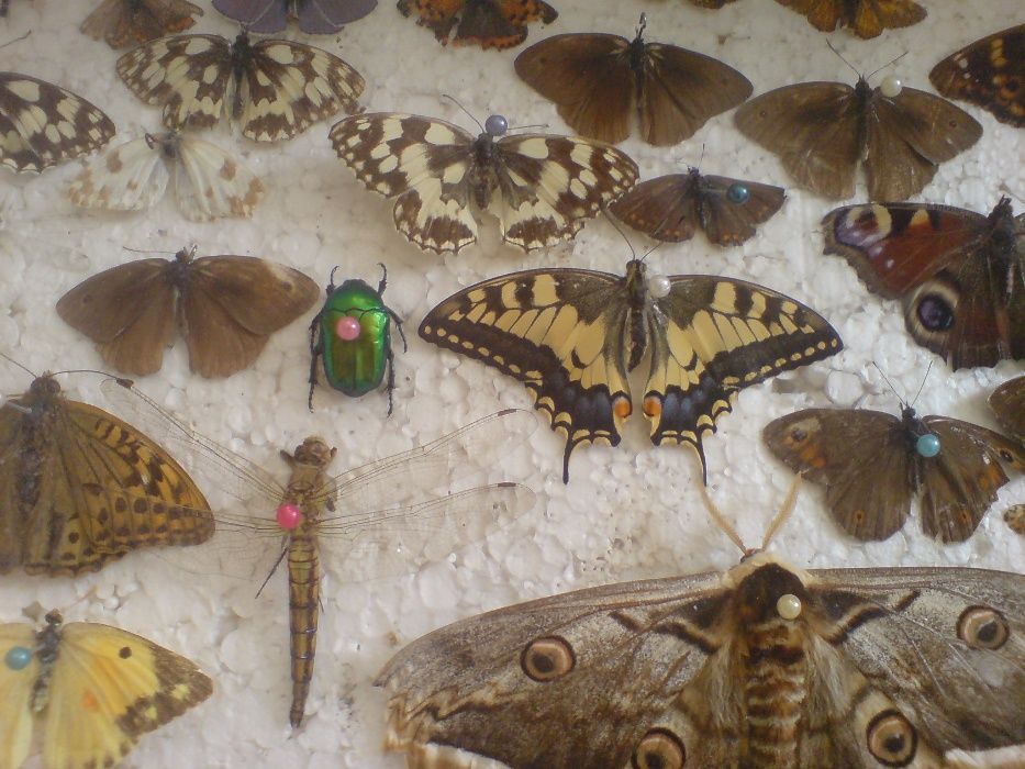 Продам комахи,метелики,жуки,бабочки,насекомые