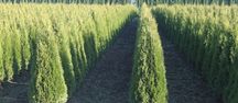 Thuja Tuja żywotnik Szmaragd Smaragd 120 - 140 cm 250 Toruń Bydgoszcz