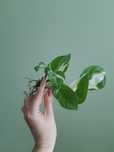 Epipremnum happy leaf
