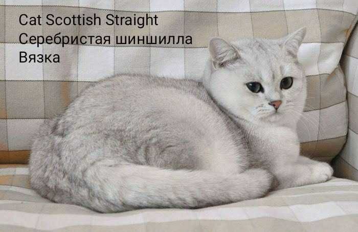 Вязка. Scottish Straight. Шотландский кот.