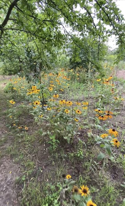 Ділянка 12,5 сот. м. Обухів, ж-м Лукавиця.