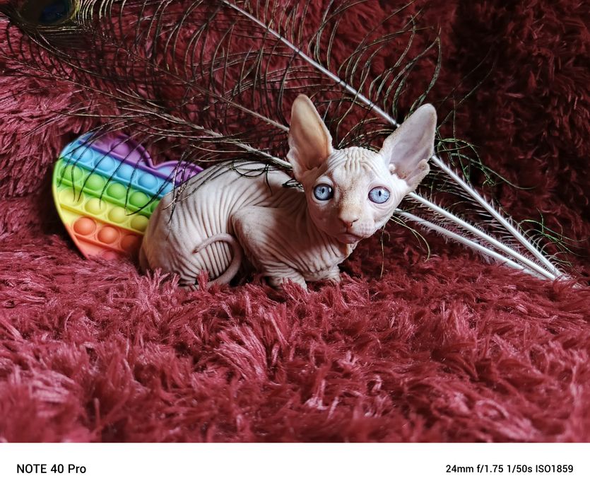 Свободны три котика канадский сфинкс