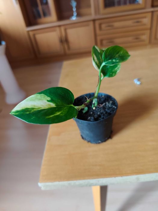 Scindapsus epipremnum aureum