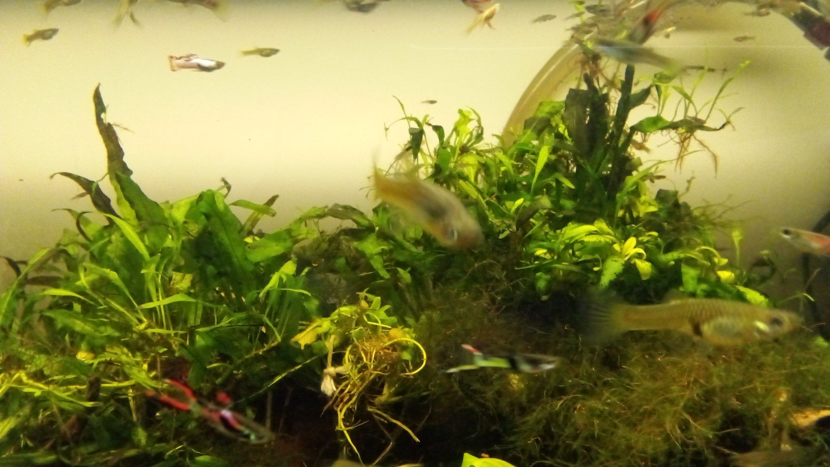 Endlers guppy adultos