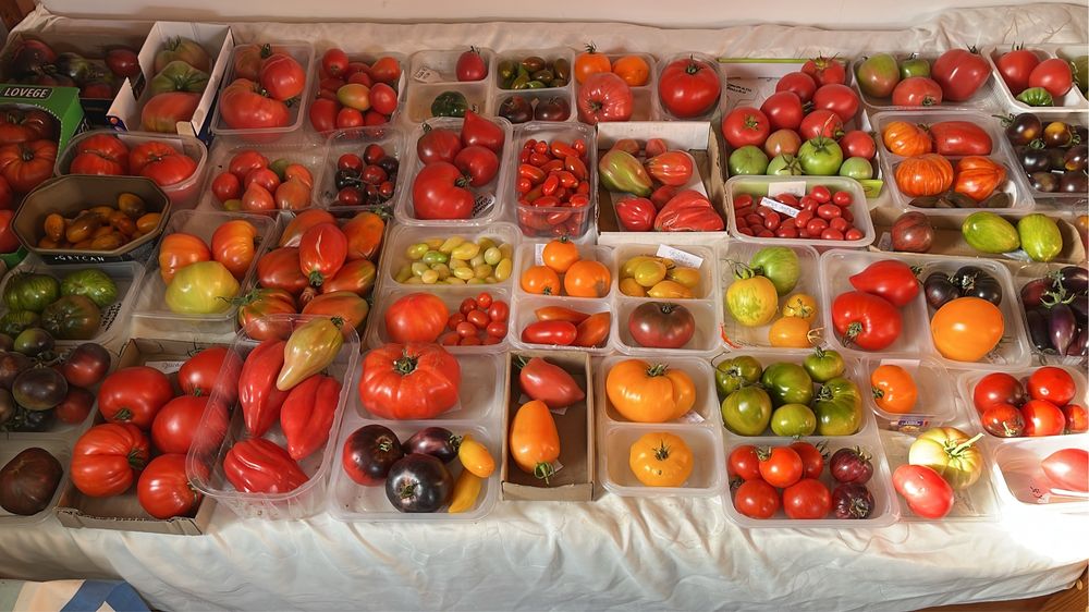 Zestaw na zamowienie nasiona pomidorów kolekcjonerskie