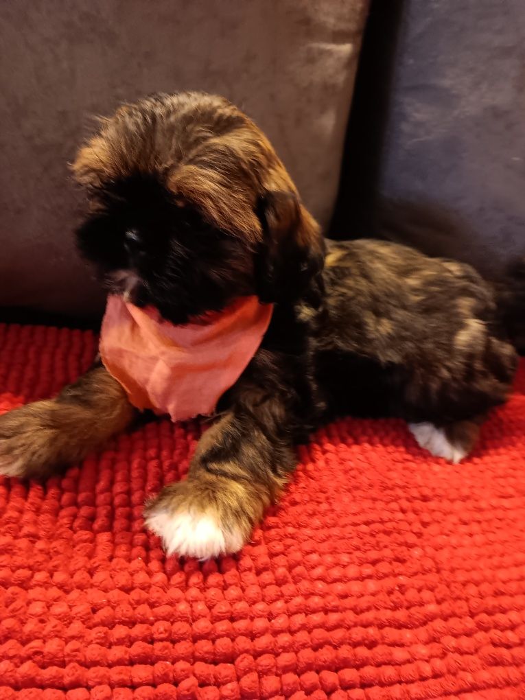 Shih Tzu Sunia- Gwiazdeczka