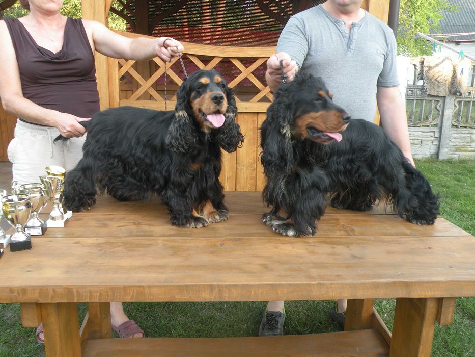 Sprzedam pieska Cocker Spaniel