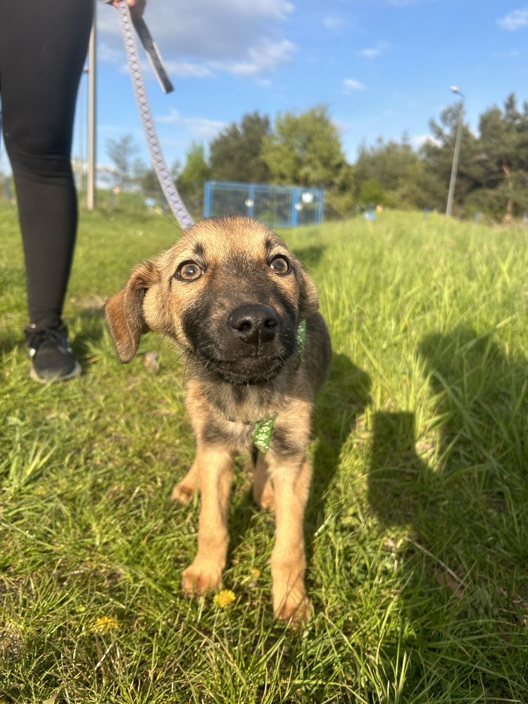 Szczeniaki do adopcji