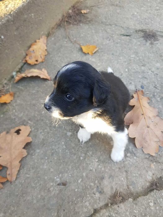 Oddam pieski za darmo