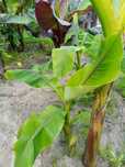 Sprzedam bananowce