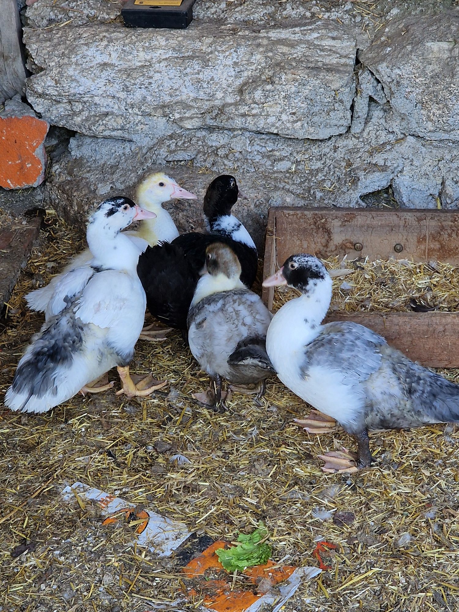 Pintos e patos mudos