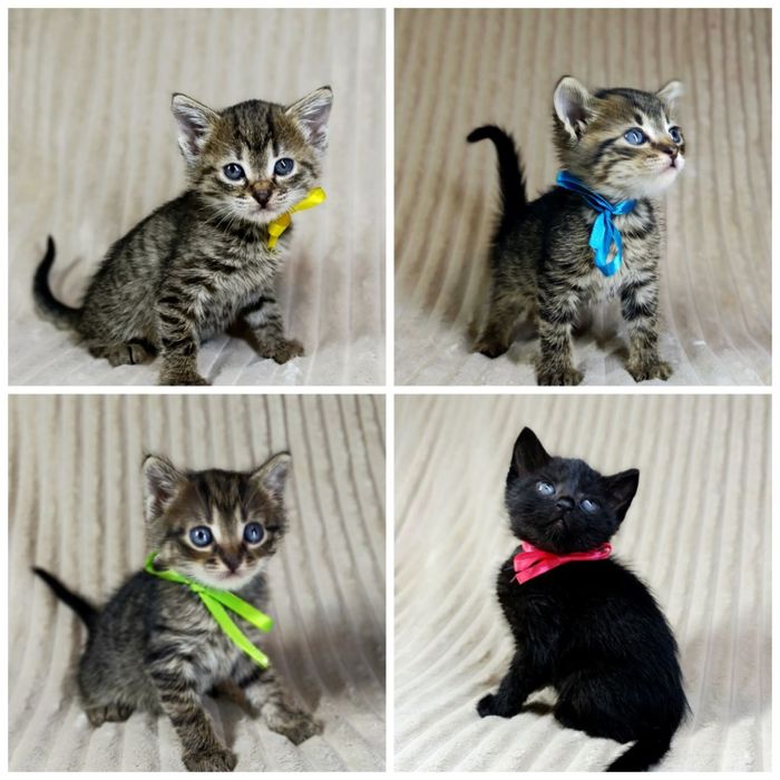 Віддаються кошенята в добрі руки