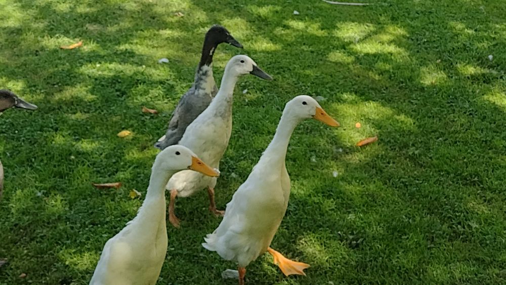 Kaczki  biegus  Indyjski