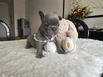 Bulldog Francês fêmea blue
