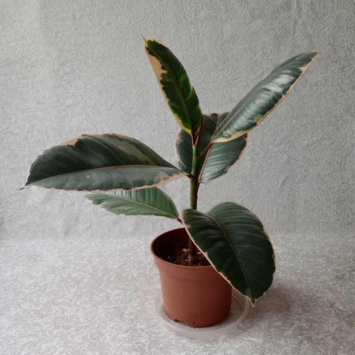 Фікус 'Беліз' (Ficus 'Belize'), 30 см. ОЛХ-доставка/самовивіз

Продам