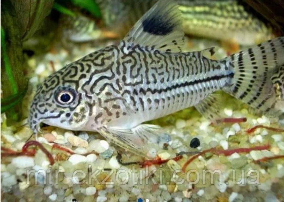 Сомік коридорас Нанус, Пігмей, Венесуела оранж і блек, крапчастий ...