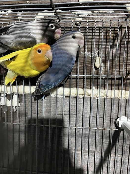 Agapornis roseicollis e agapornis personta