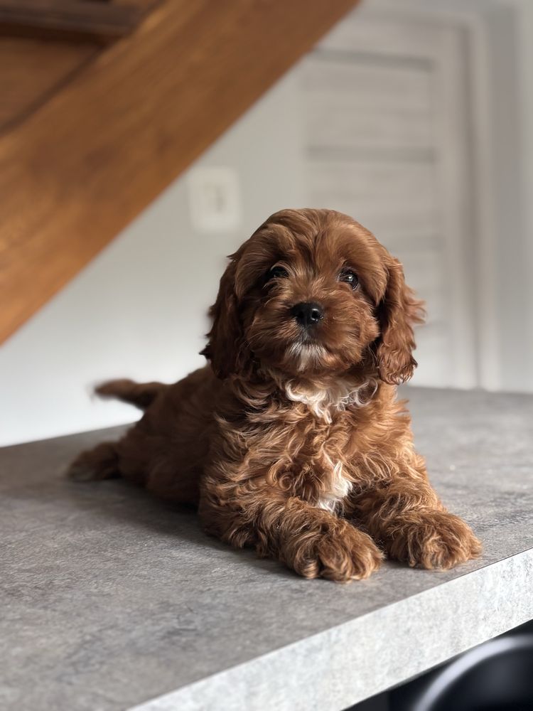 Cavapoo pudel toy rezerwacja!
