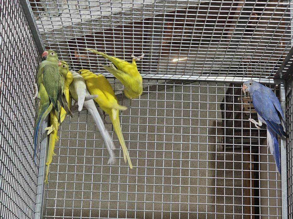 Ring neck 2025 sexados