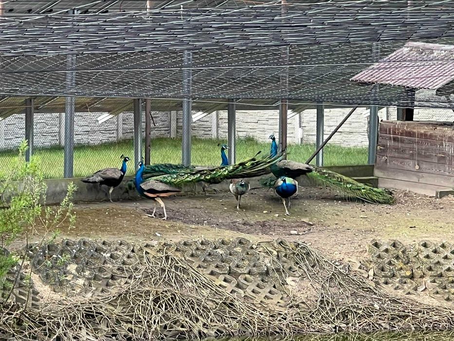 Sprzedam samca Pawia