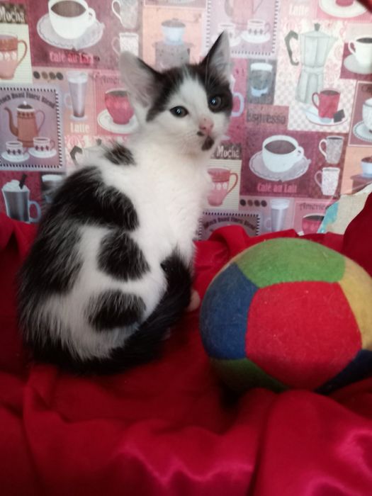 Котик, кошеня, котеня в добрі руки