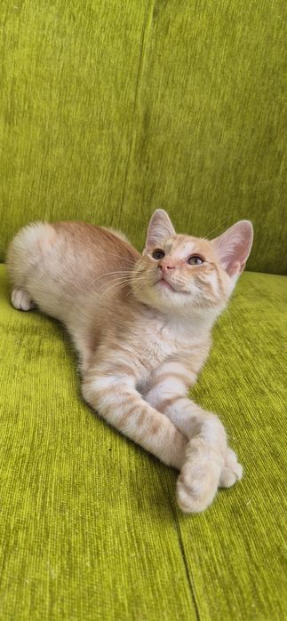 Śliczny kocurek szuka domu