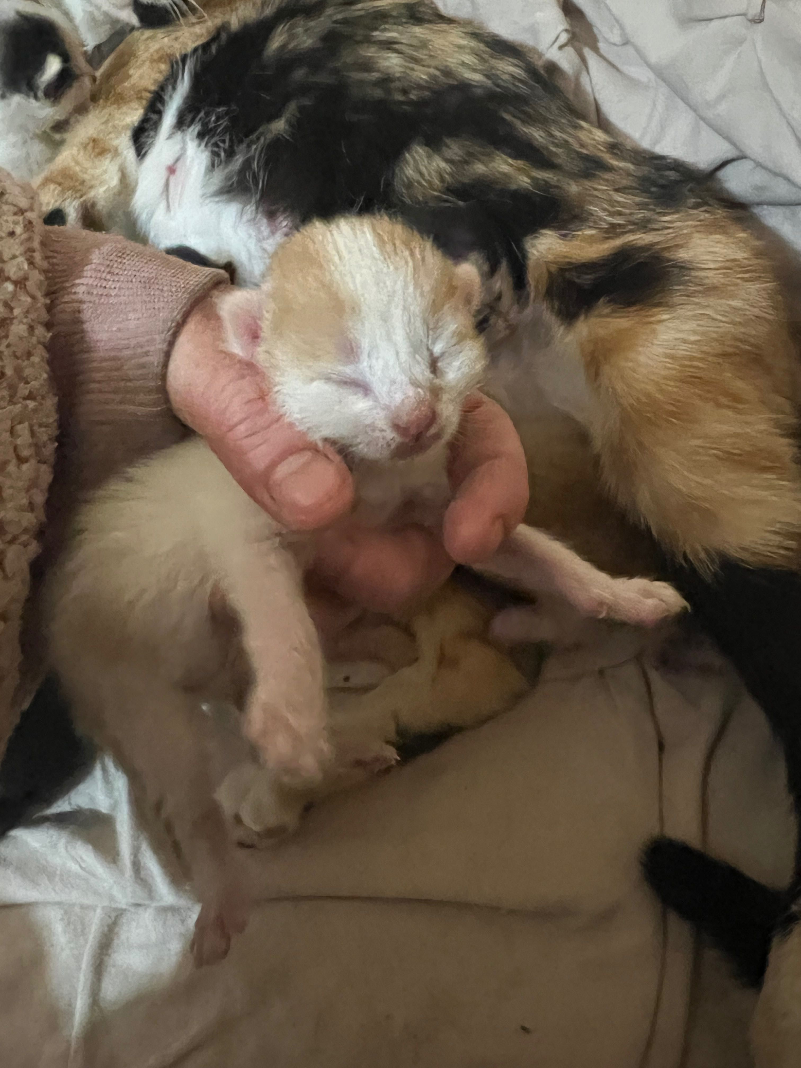 gatinhos pretos, ruivos e brancos