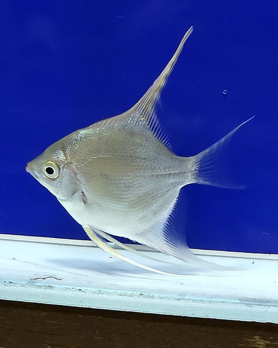 Скалярия, подростки