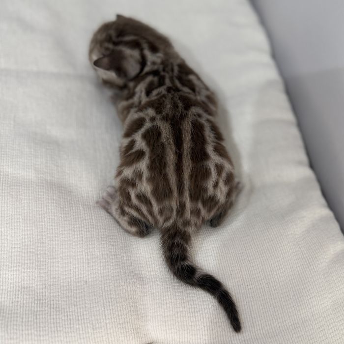 Kot bengalski Silver Sepia TICA