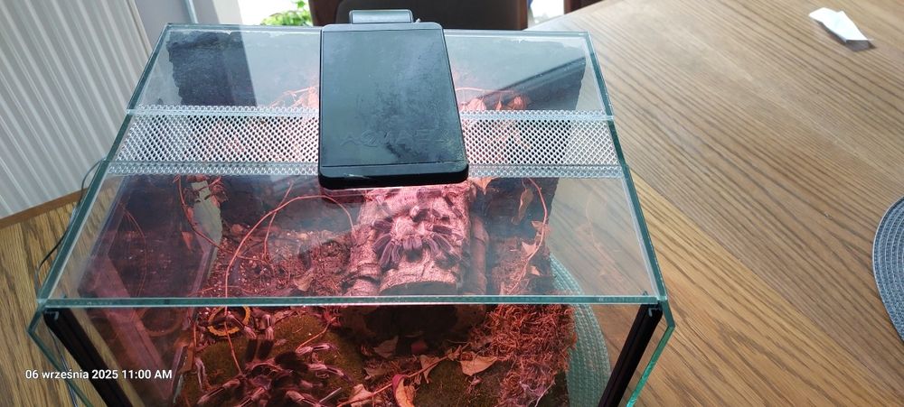 Terarium dla pająka.