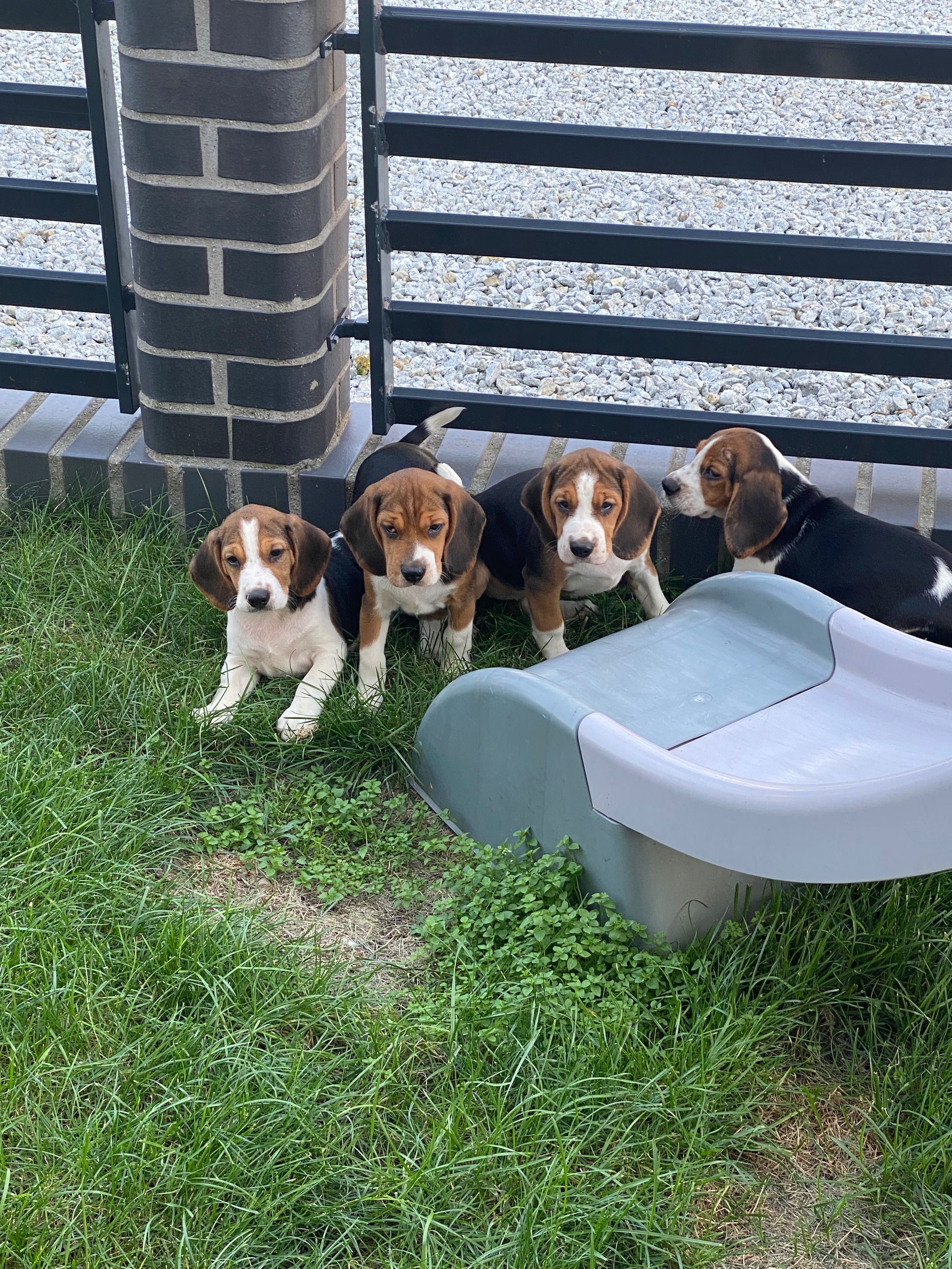 Śliczny szczeniak Beagle