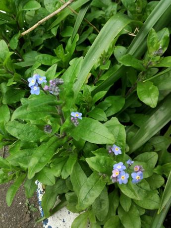 Flor azul Miosótis