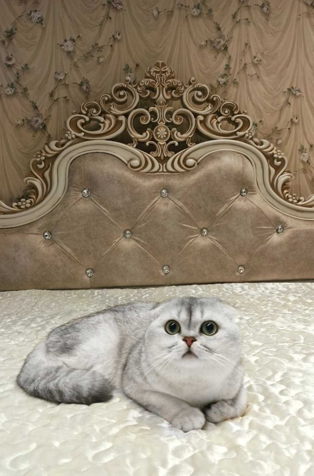 Вязка кот. Вязка серебристая шиншилла. Вислоухий шотландец скотиш фолд