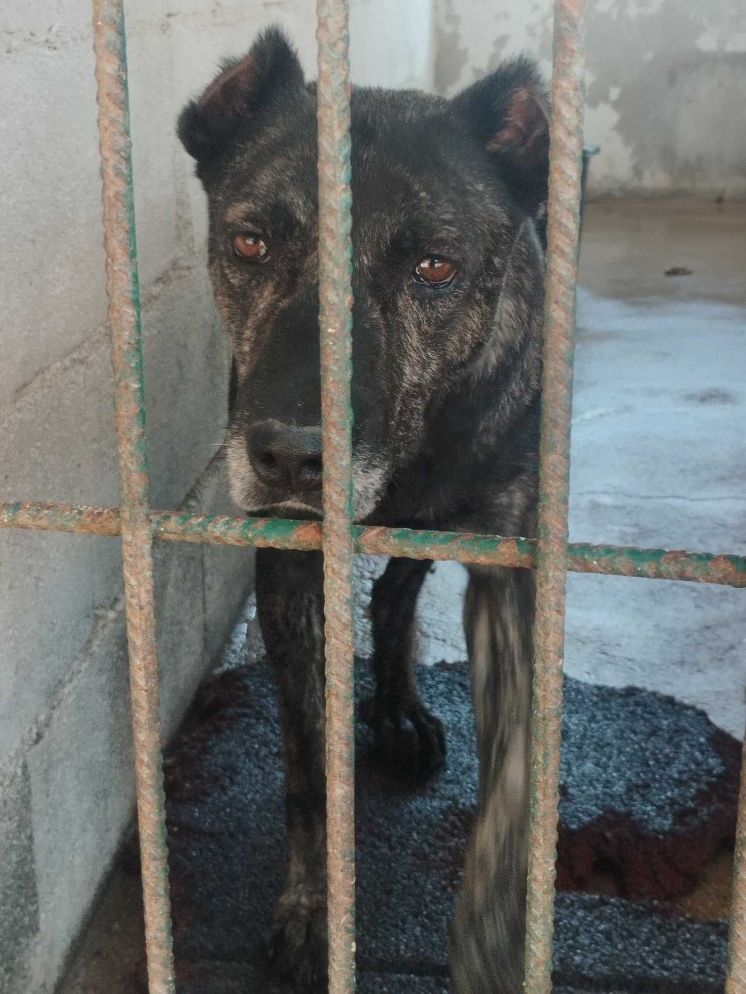 ANGRA (Fêmea, 9 Anos, xFila de S. Miguel) Para Adoção