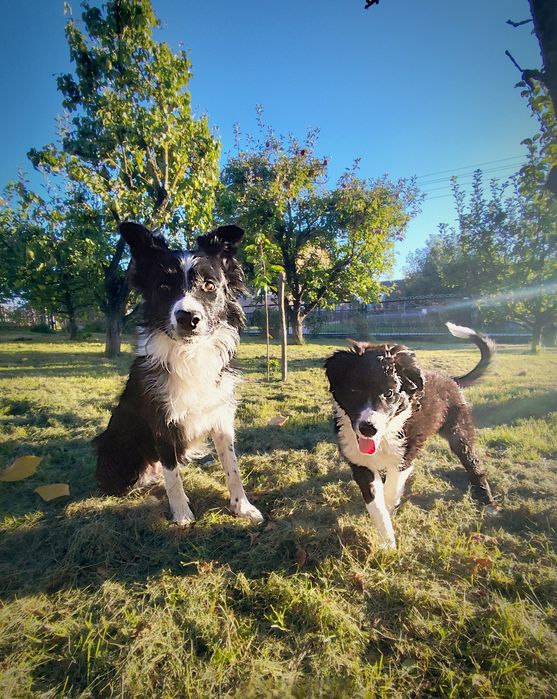 Suczka bordercollie