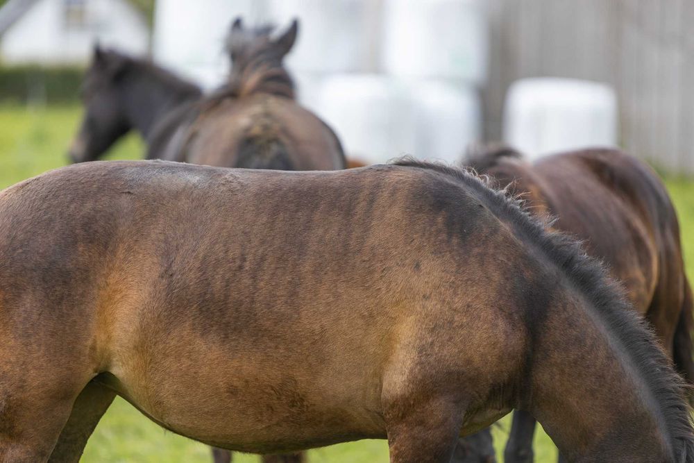 Roczna klacz huculska, hucuł.